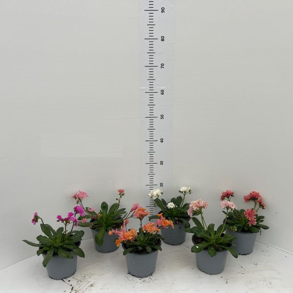 Lewisia Vaso 14