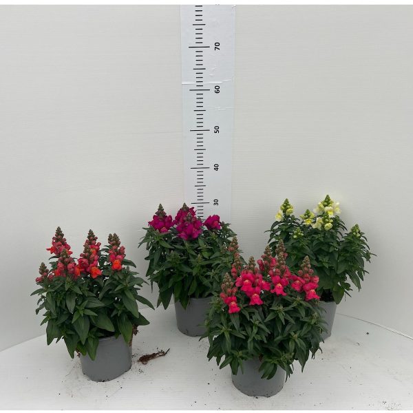 Antirrhinum Mayus Vaso 15